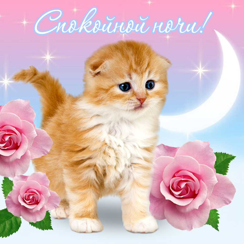 открытки с котятами спокойной ночи, рыжий котёнок и розы на фоне луны 