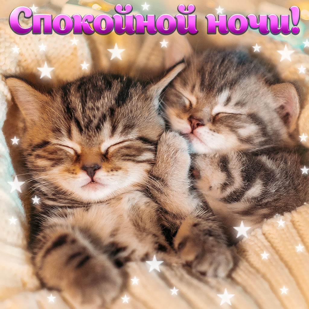 открытки с котятами спокойной ночи, два крошечных котёнка сладко спят
